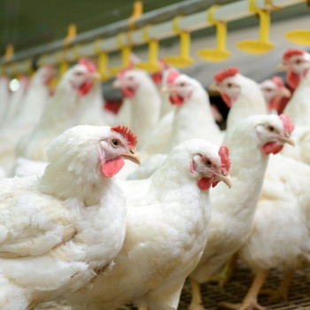 Чому виробники бройлерів надають перевагу гранулі, а не корму