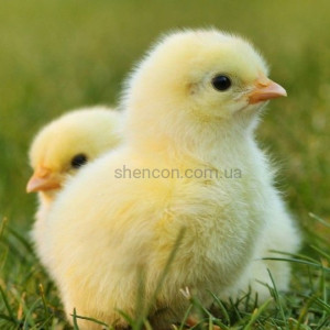 Вітамінно-мінеральний концентрат ShenMIX Chicken Layer Hen 2%