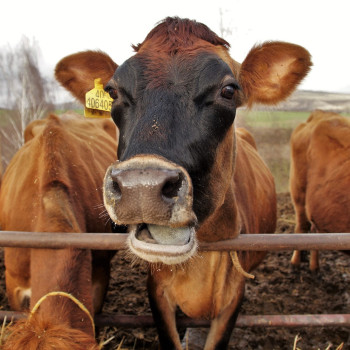  Раціон для дійних корів