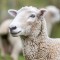 Премікси для кіз та овець (1)