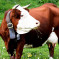 Кормові добавки, премікси для дійних корів, БВМД, комбікорм для ВРХ купити від Шенкон в Україні