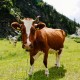 Shen COW E84 - 100% захищений жир для годівлі тварин
