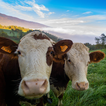 АнімалАцид L - комплекс органічних кислот та їх солей