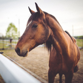 Shen MIX Uni Horse - вітамінно-мінеральний концентрат для коней