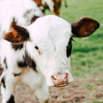 Як отримати максимальну користь від кормів для молодих жуйних тварин