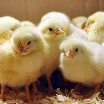 Питание цыплят
