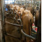 Премікси для дійних корів ВРХ (2)