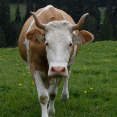 Комбикорм для дойных коров, СП 17%, гранула 4,5 мм