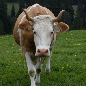 Комбікорм для дійних корів, СП 17%, гранула 4,5 мм