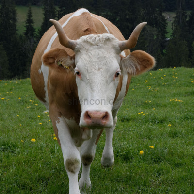 Комбікорм для дійних корів, СП 17%, гранула 4,5 мм купити Шенкон