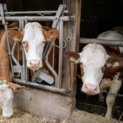 Сухой пропиленгликоль 70% с гепатопротектором DLH - энергетический антикетозний препарат купить в Украине