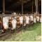 Премікси для сухостійних корів ВРХ (2)