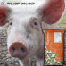 Білковий вітамінно-мінеральний концентрат  ShenPig Sow OrganiХ 10-20%