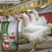 Комбикорм финиш бройлеры Shen Chicken Feed F08-3