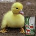 Комбикорм старт утки и гуси Shen Chicken Feed F07-5