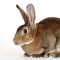 Премікси для кролів та хутрових тварин купити від Шенкон в Україні за доступною ціною